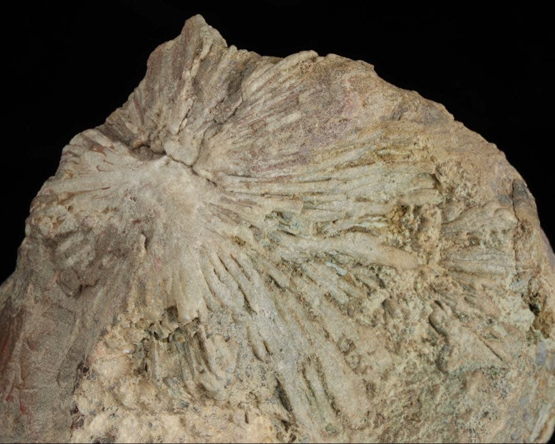 菊花石 紋石 一輪 台座付 1.4kg 鑑賞石 原石 自然石 盆石 飾石