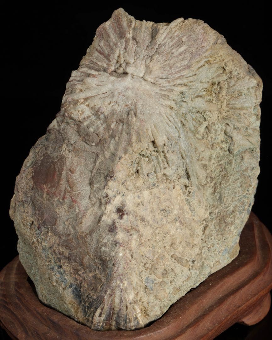 菊花石 紋石 一輪 台座付 1.4kg 鑑賞石 原石 自然石 盆石 飾石