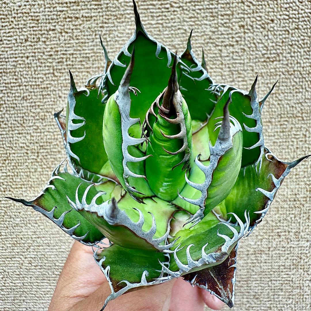 ZZ_plants】W969アガベ ホリダ horrida 極上強棘 狂刺 - メルカリ
