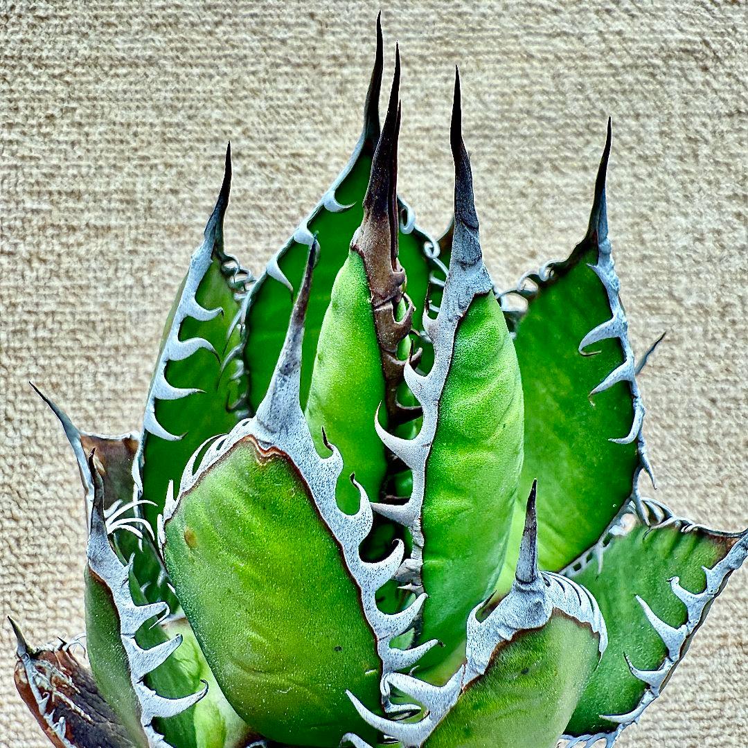 ZZ_plants】W969アガベ ホリダ horrida 極上強棘 狂刺 - メルカリ