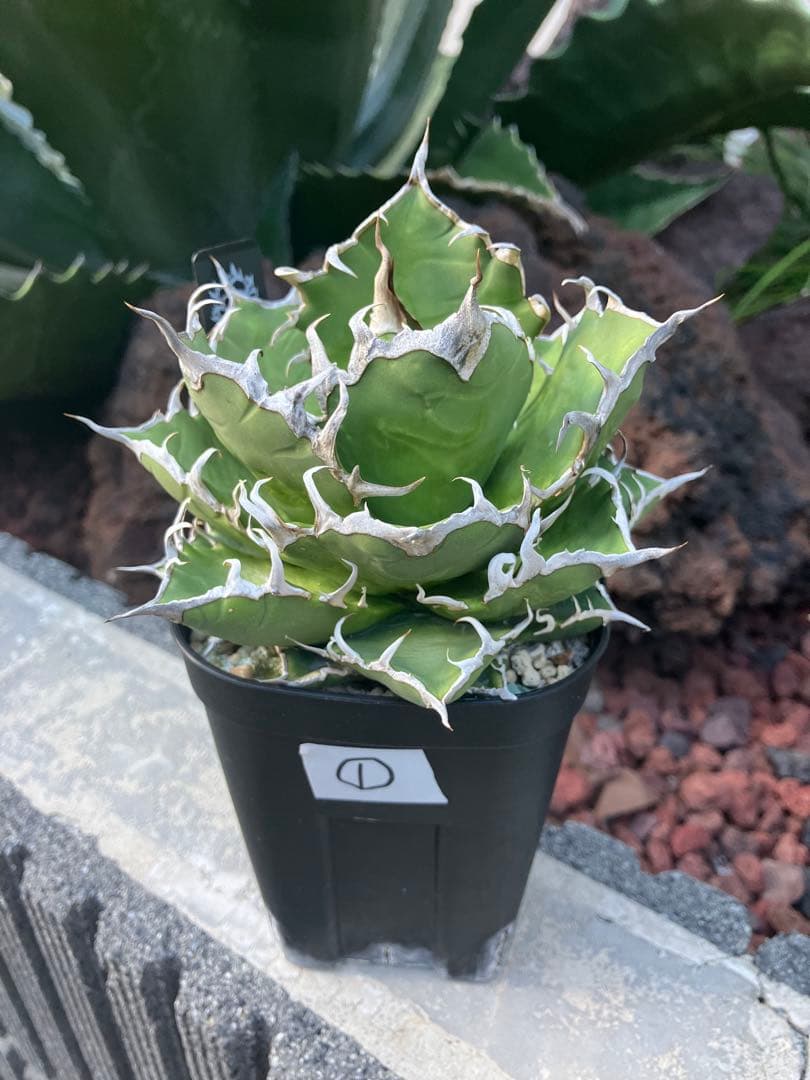 アガベ シーザー（Caesar）良型親株鉢付き