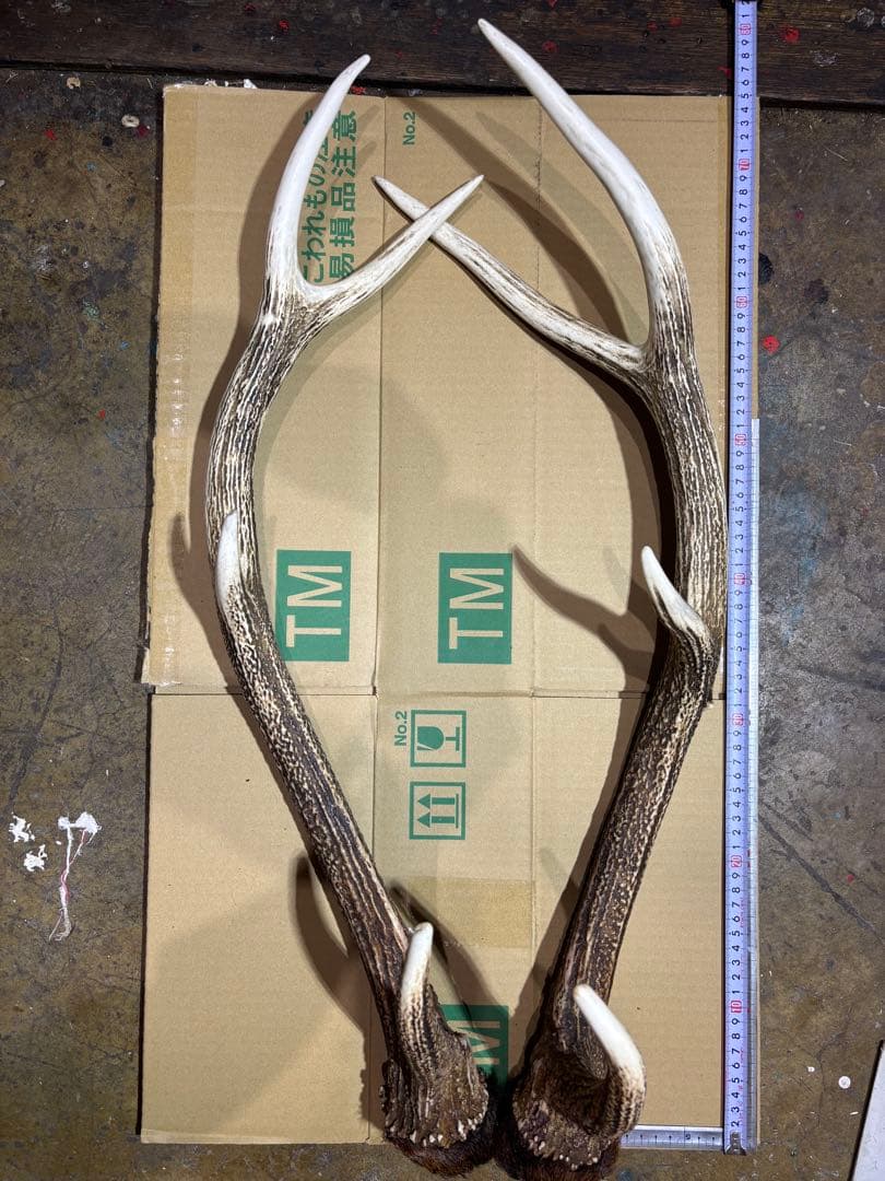 クラフト　鹿の角 エゾシカ 角 蝦夷鹿の角