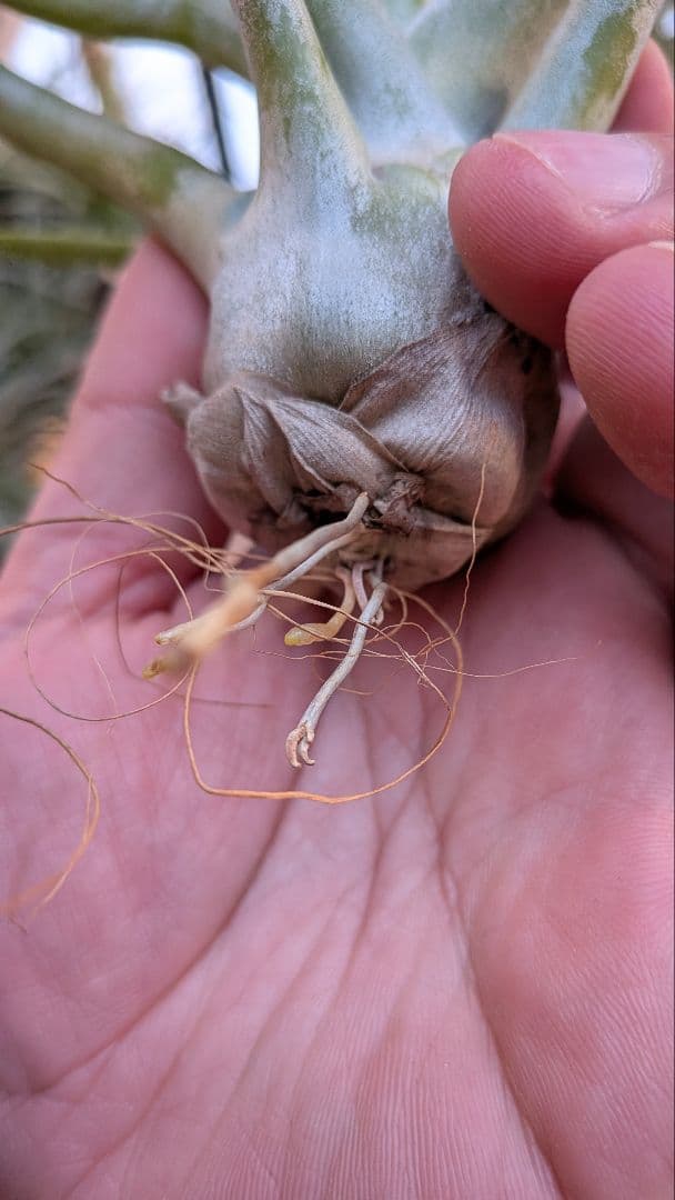 チランジア　REX