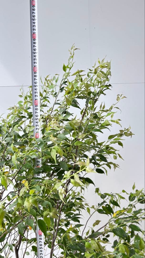 美しい樹形が魅力的 山採り ハイノキ 株立 634 樹高1.7m位 高級樹