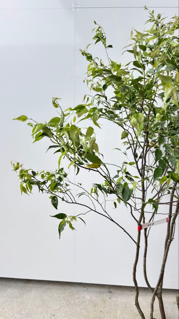 美しい樹形が魅力的 山採り ハイノキ 株立 634 樹高1.7m位 高級樹