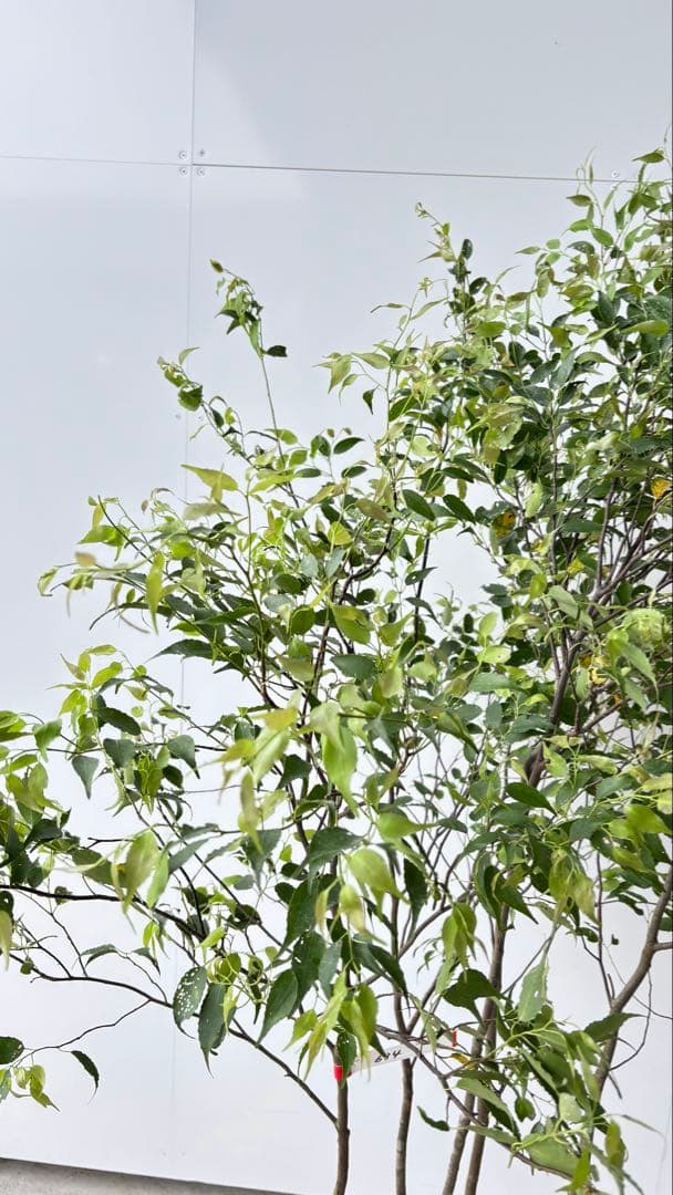 美しい樹形が魅力的 山採り ハイノキ 株立 634 樹高1.7m位 高級樹