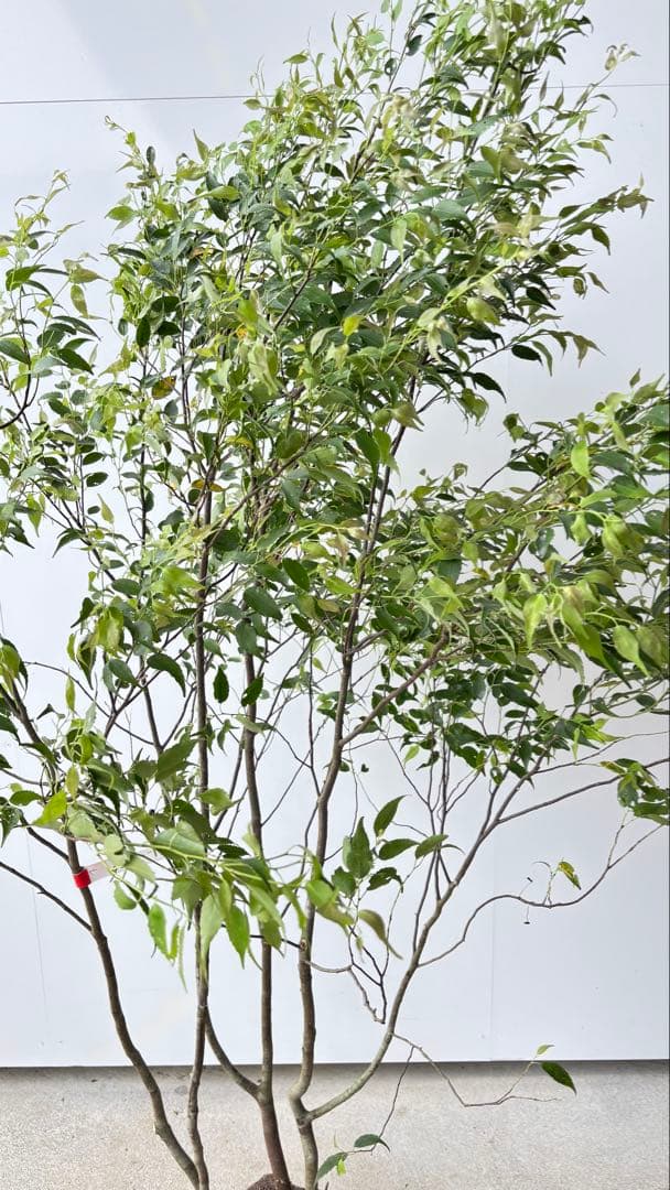 美しい樹形が魅力的 山採り ハイノキ 株立 634 樹高1.7m位 高級樹