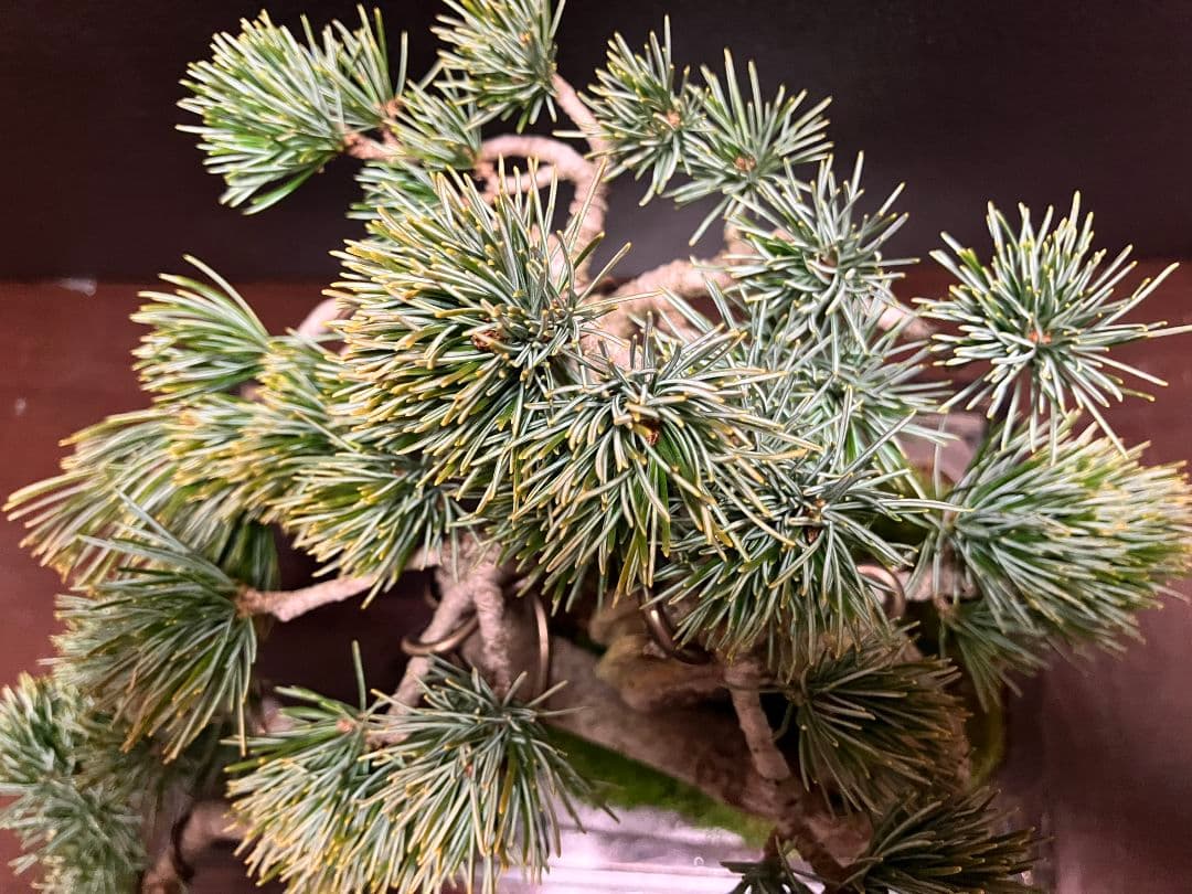 銀八房五葉松、宮島五葉松の捻転盆栽 - メルカリ
