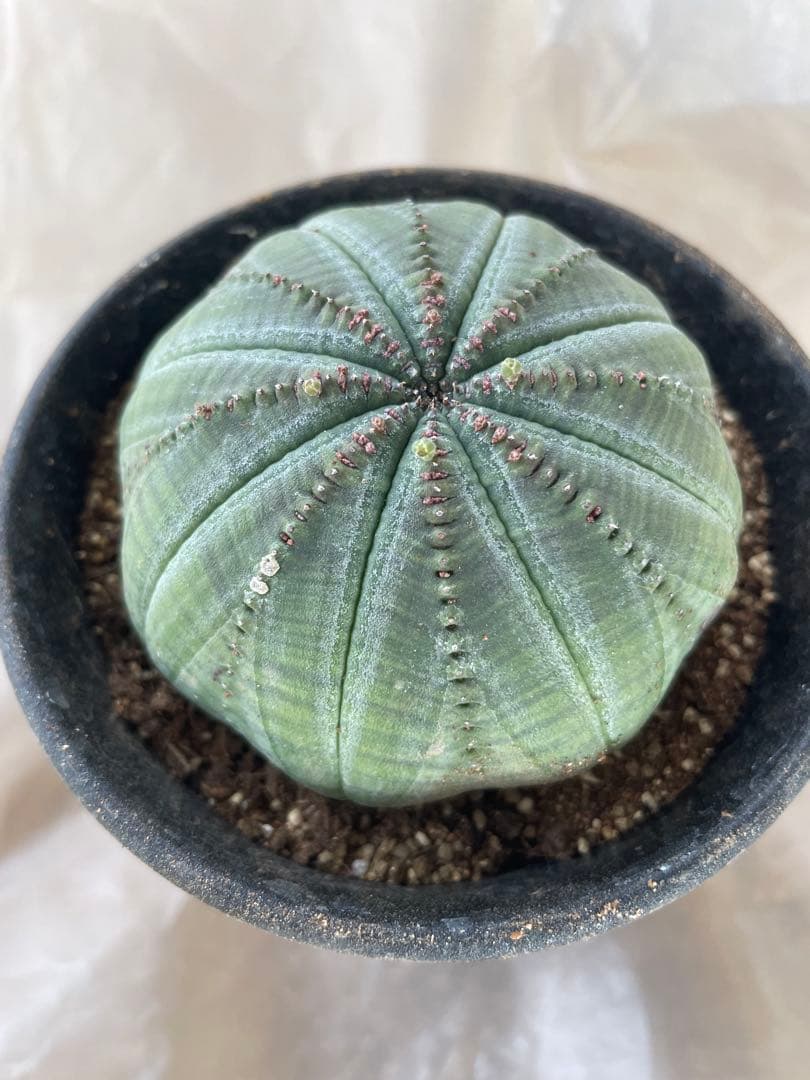 シンメトリカ約七cm