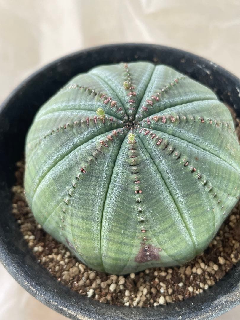 シンメトリカ約七cm