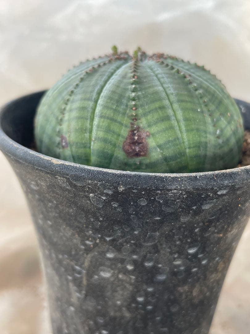 シンメトリカ約七cm