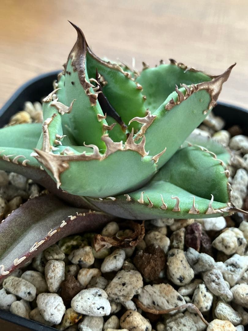 【初売りセット11】101 ぶつぶつ　アガベ　鰐亀/星空　　TC2株　上澳園芸