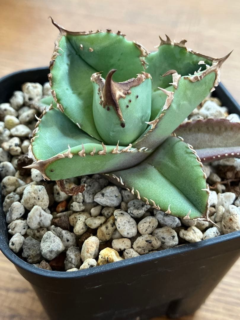 【初売りセット11】101 ぶつぶつ　アガベ　鰐亀/星空　　TC2株　上澳園芸