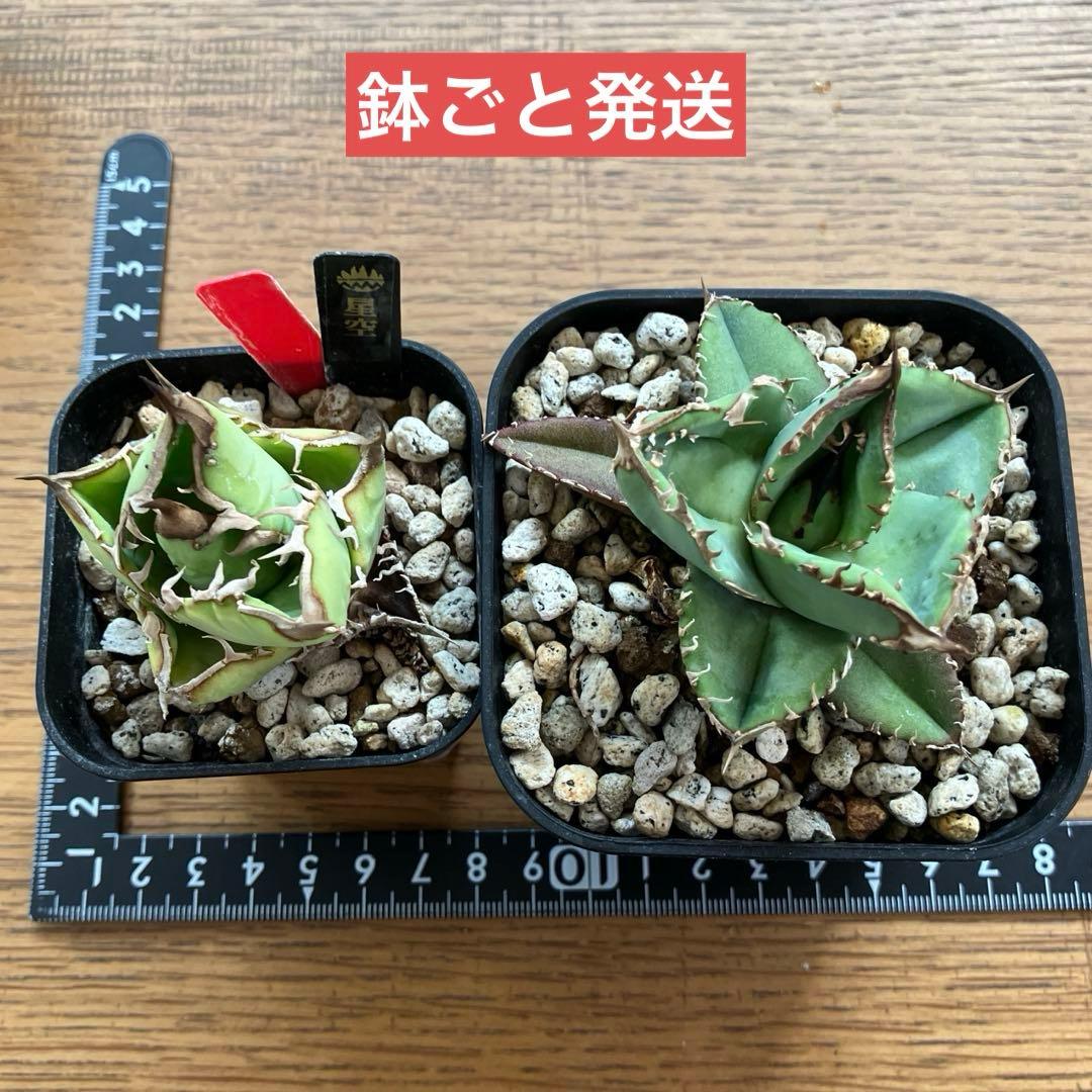 【初売りセット11】101 ぶつぶつ　アガベ　鰐亀/星空　　TC2株　上澳園芸