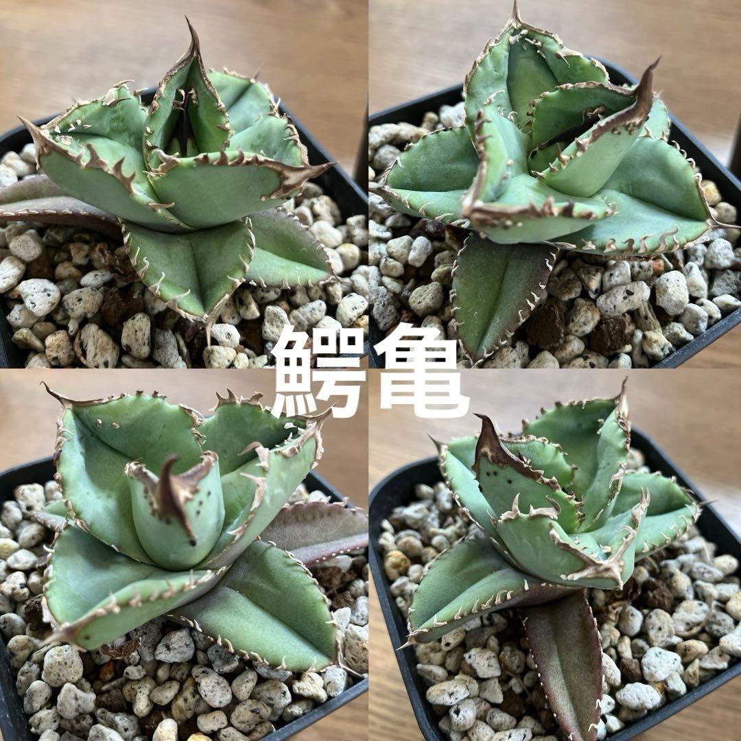 【初売りセット11】101 ぶつぶつ　アガベ　鰐亀/星空　　TC2株　上澳園芸