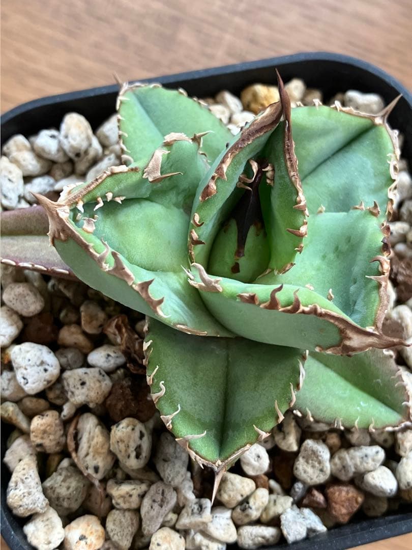 【初売りセット11】101 ぶつぶつ　アガベ　鰐亀/星空　　TC2株　上澳園芸