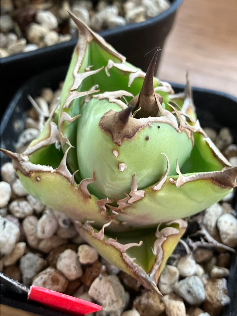 【初売りセット11】101 ぶつぶつ　アガベ　鰐亀/星空　　TC2株　上澳園芸