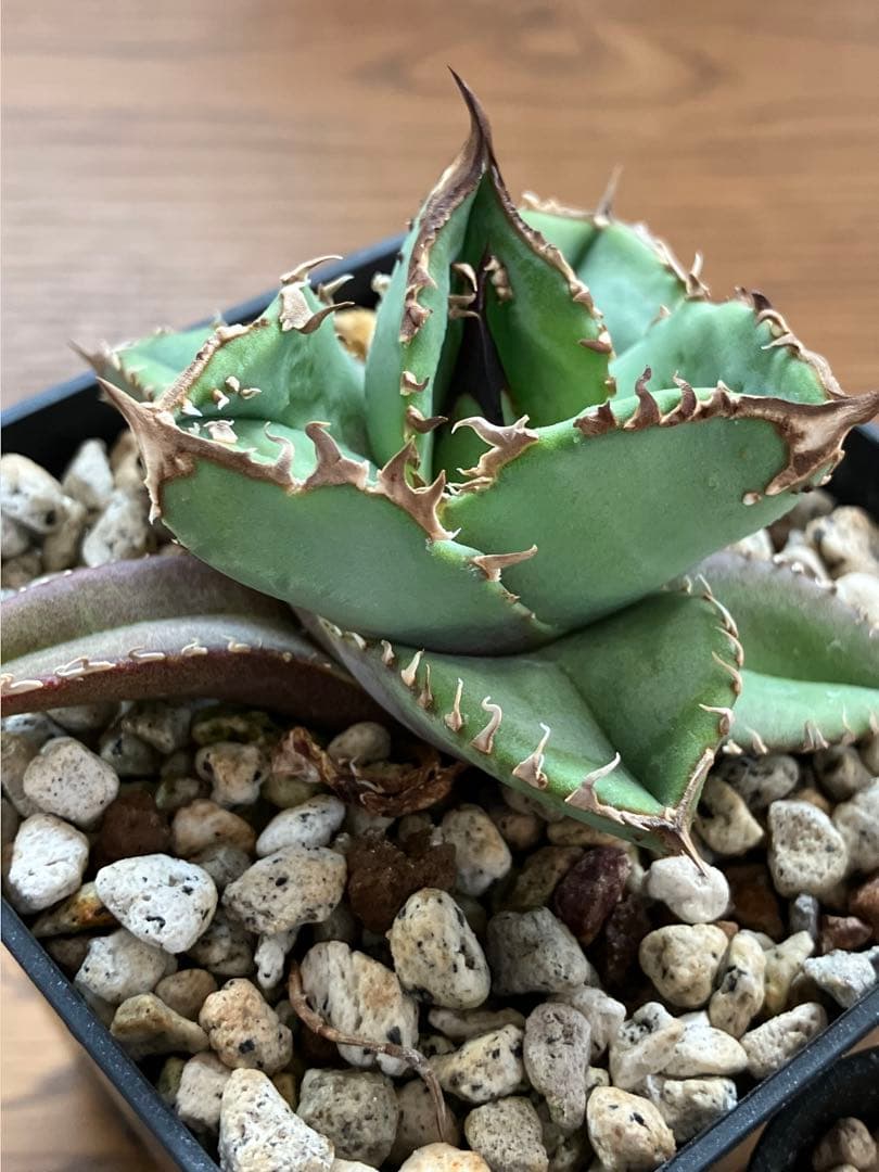 【初売りセット11】101 ぶつぶつ　アガベ　鰐亀/星空　　TC2株　上澳園芸