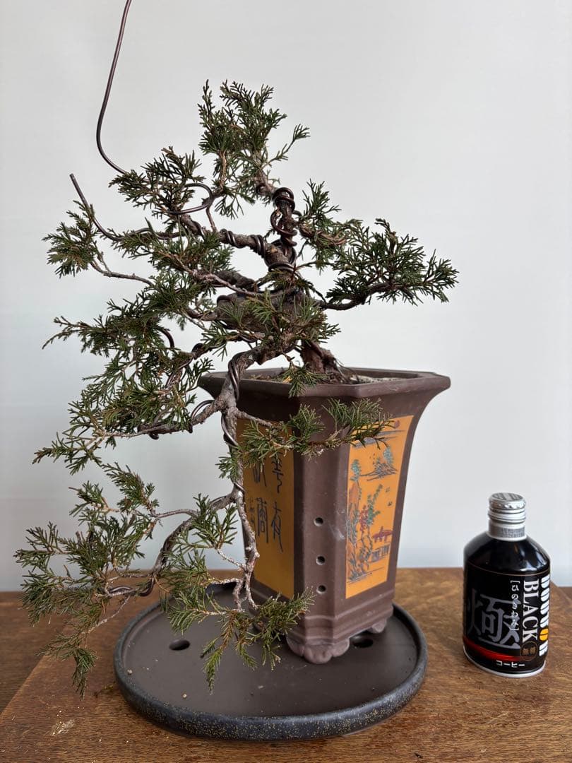 真柏　懸崖樹形