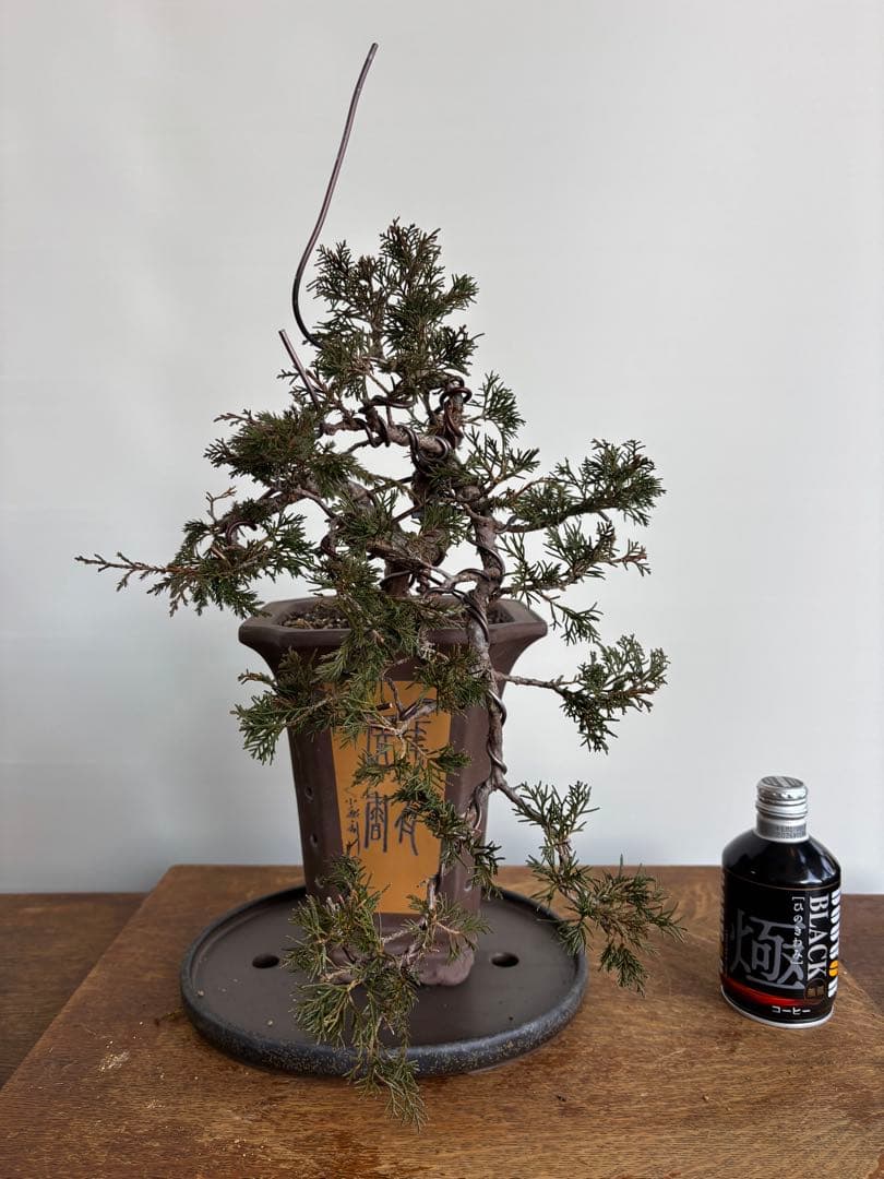 真柏　懸崖樹形