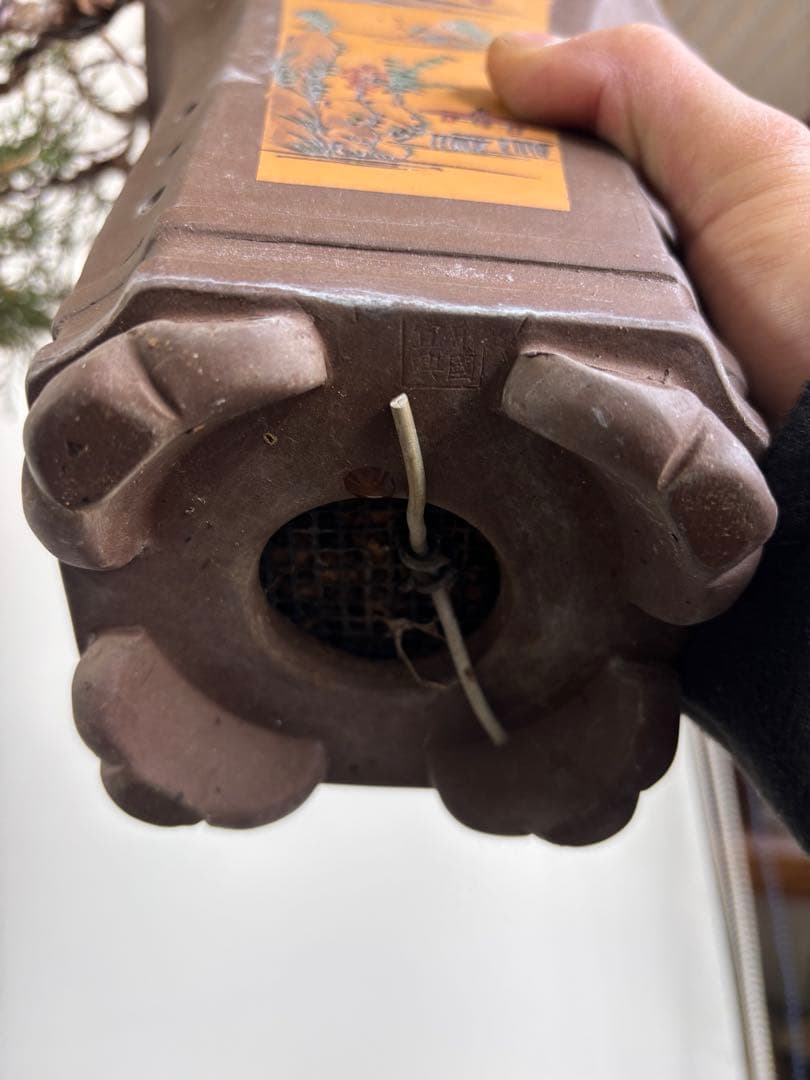 真柏　懸崖樹形