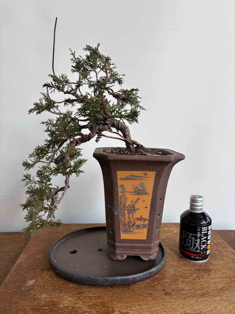 真柏　懸崖樹形