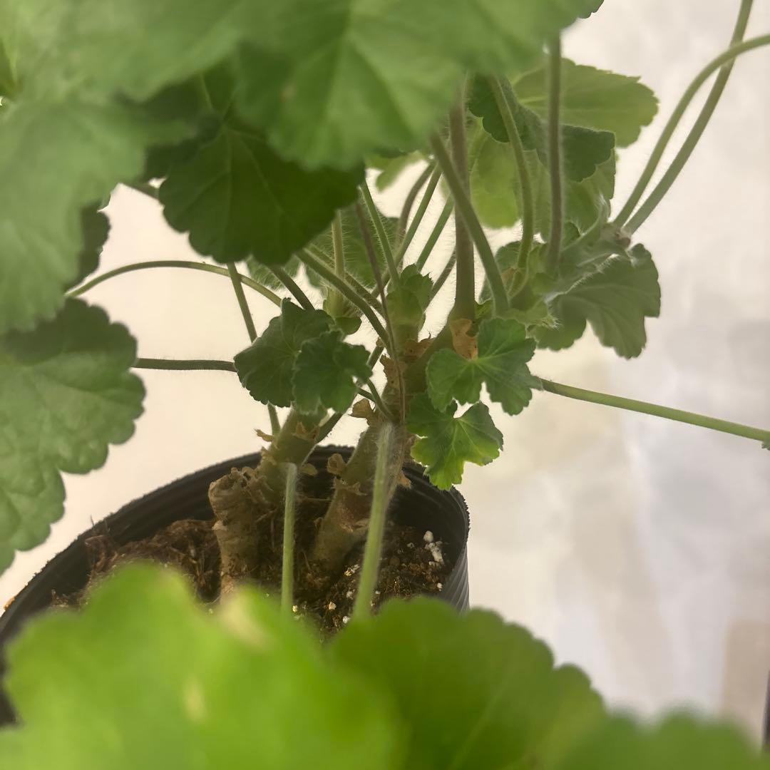 開花中　希少品種ゼラニウム　珍しいゼラニウム　海外品種ゼラニウム　wl01