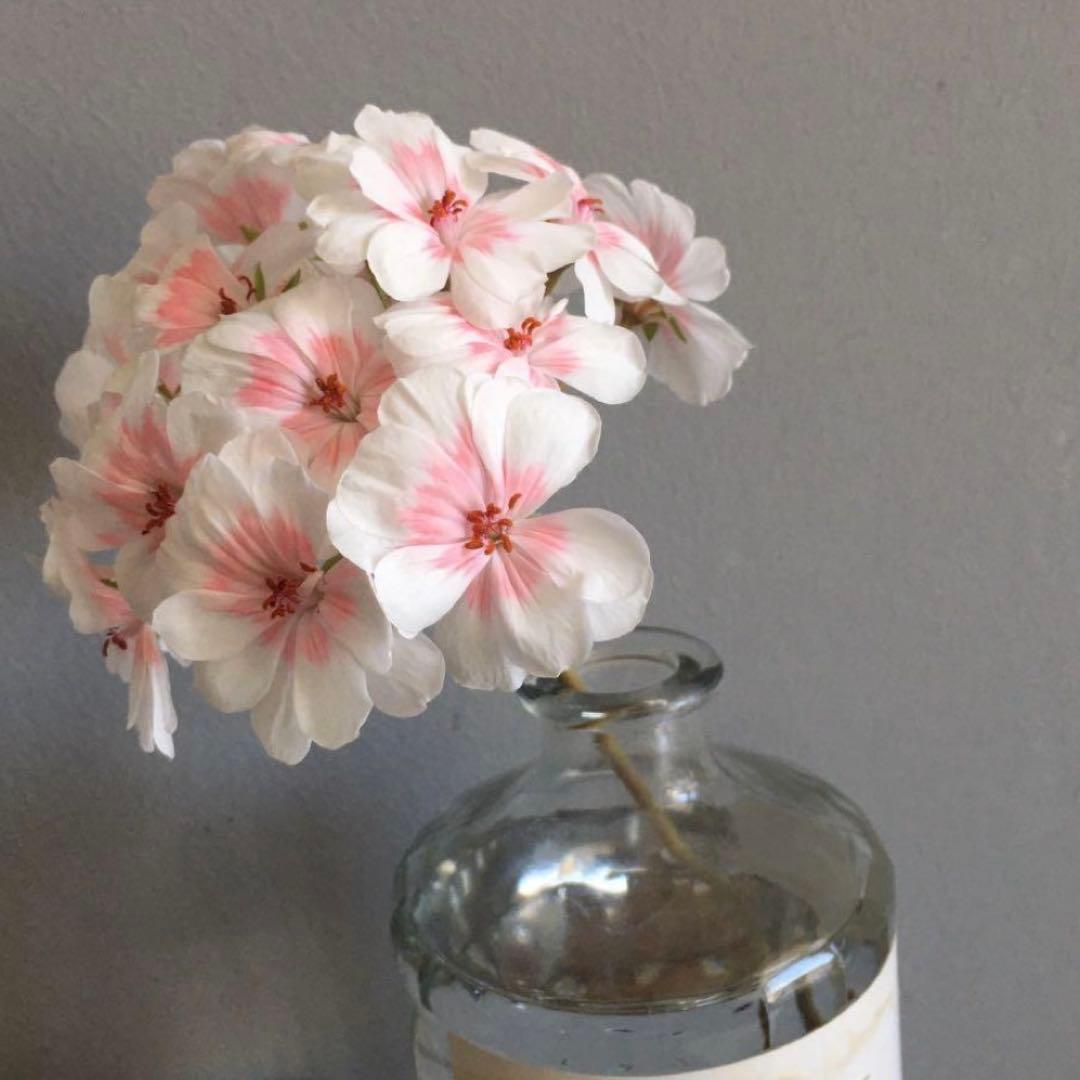 開花中　希少品種ゼラニウム　珍しいゼラニウム　海外品種ゼラニウム　wl01