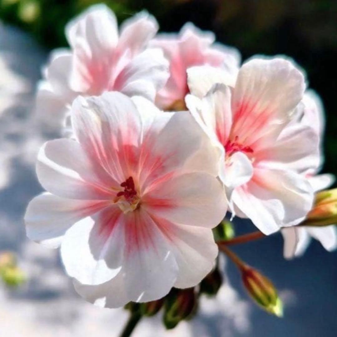 開花中　希少品種ゼラニウム　珍しいゼラニウム　海外品種ゼラニウム　wl01