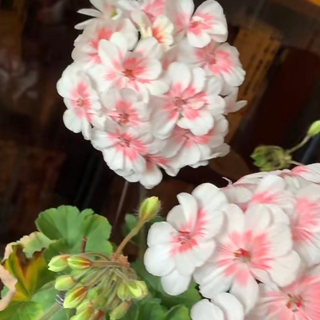 開花中　希少品種ゼラニウム　珍しいゼラニウム　海外品種ゼラニウム　wl01