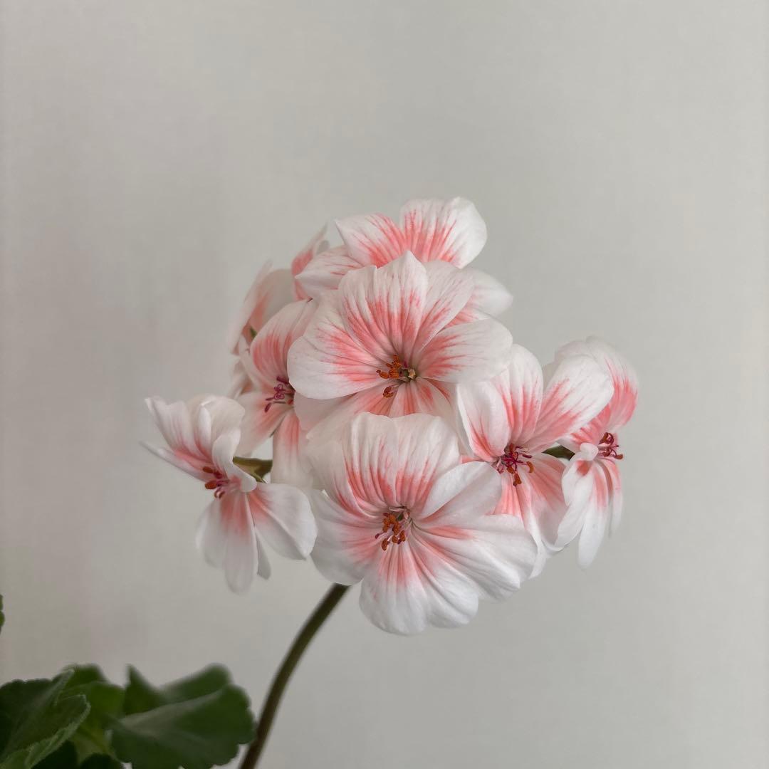 開花中　希少品種ゼラニウム　珍しいゼラニウム　海外品種ゼラニウム　wl01