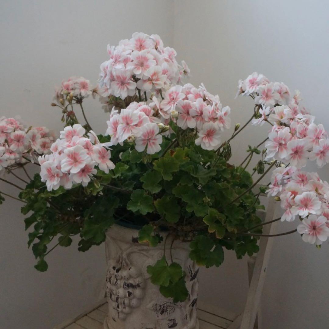 開花中　希少品種ゼラニウム　珍しいゼラニウム　海外品種ゼラニウム　wl01