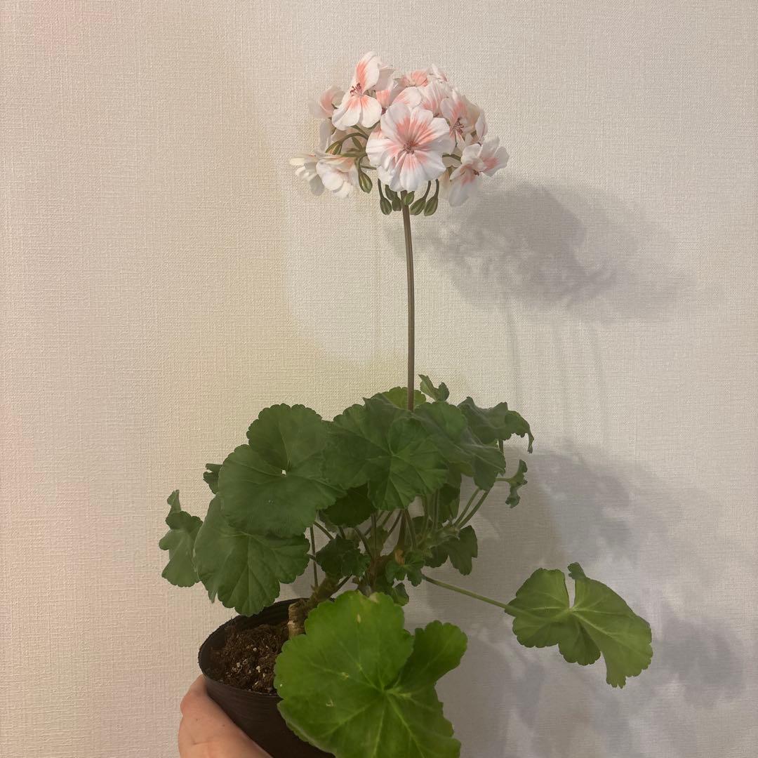 開花中　希少品種ゼラニウム　珍しいゼラニウム　海外品種ゼラニウム　wl01