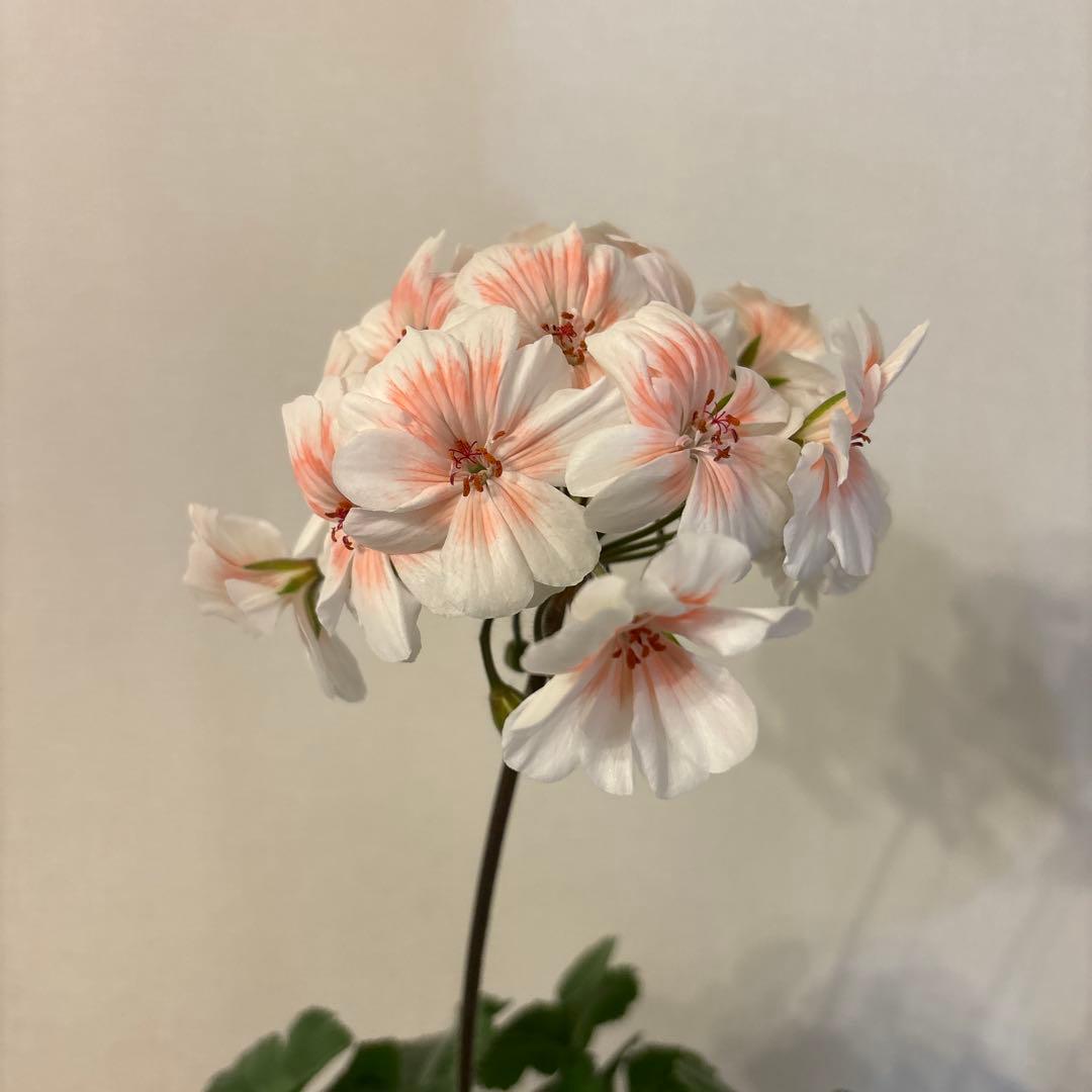 開花中　希少品種ゼラニウム　珍しいゼラニウム　海外品種ゼラニウム　wl01