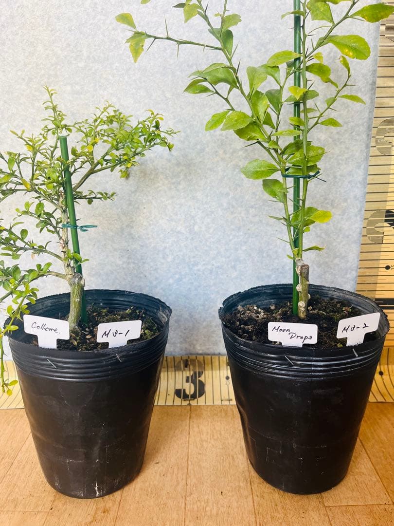 柑橘2年生 フィンガーライム接木苗／苗 3鉢セット 撮影品発送 - メルカリ