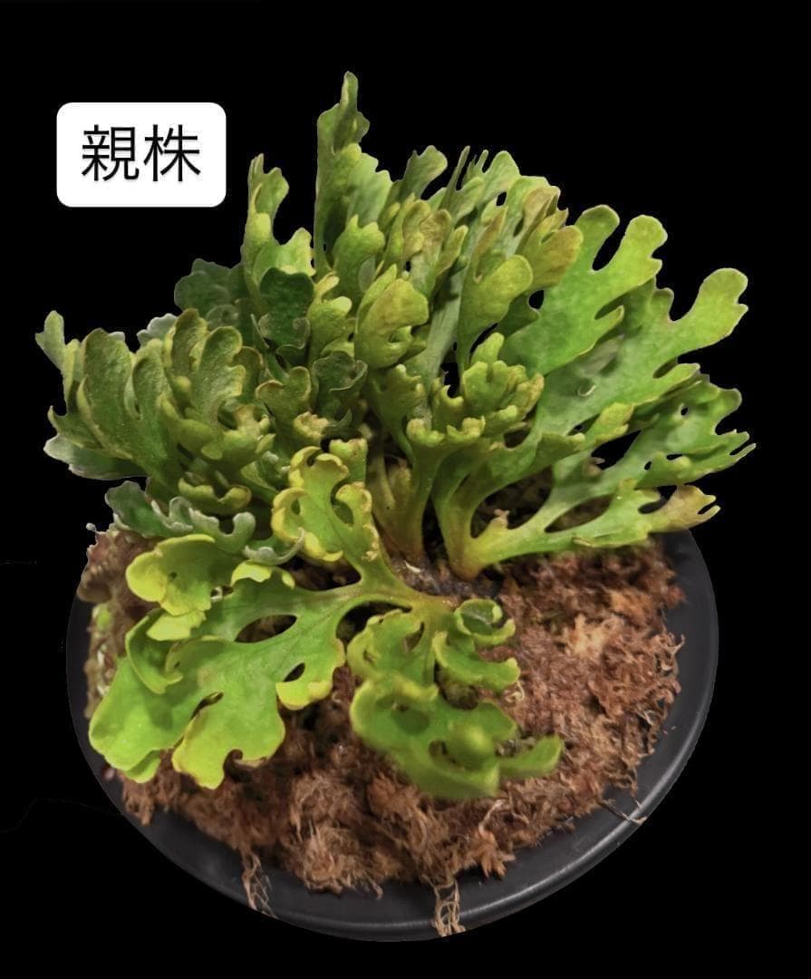 ビカクシダ リドレイ ドワーフ シルバー 板付 R-3