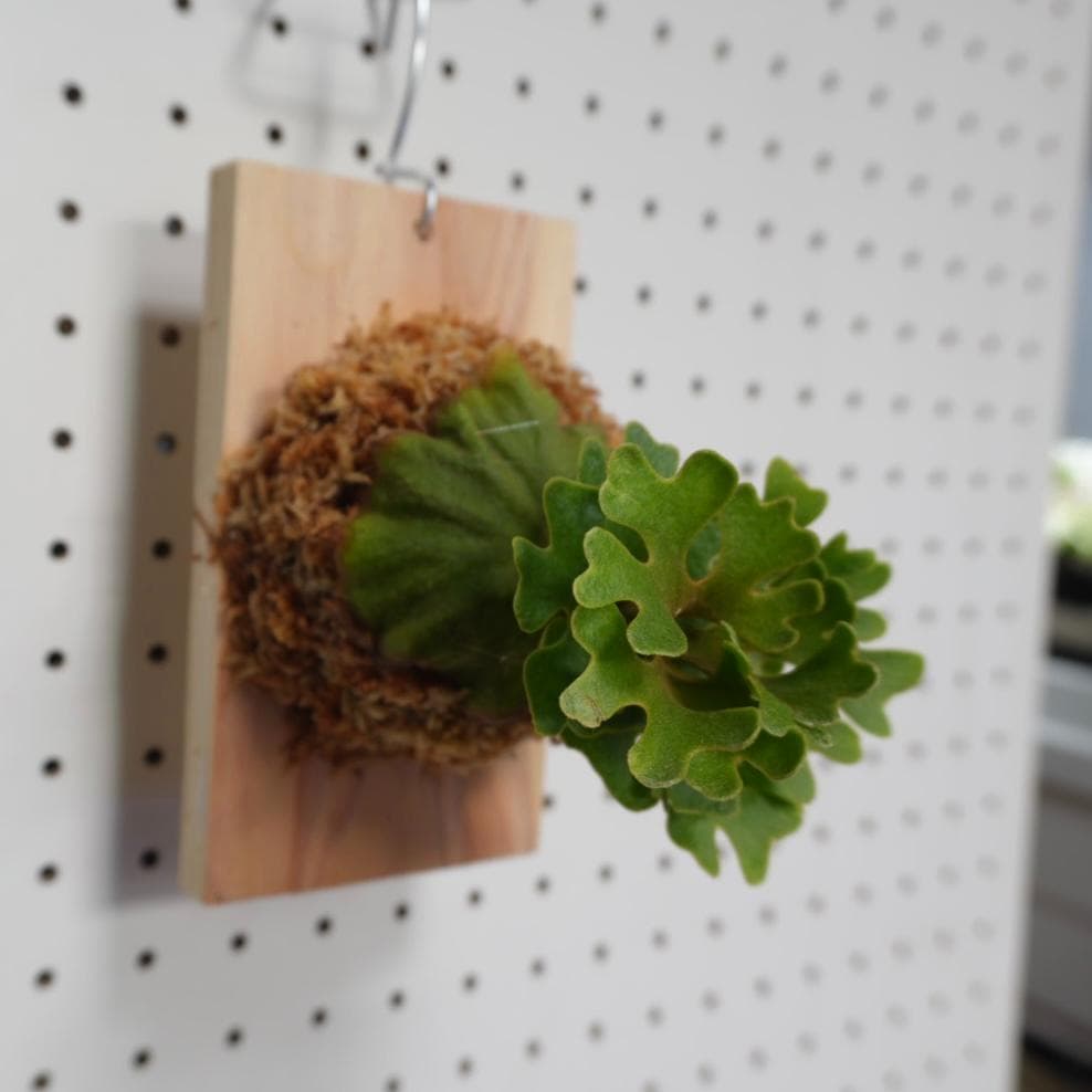 ビカクシダ リドレイ ドワーフ シルバー 板付 R-3