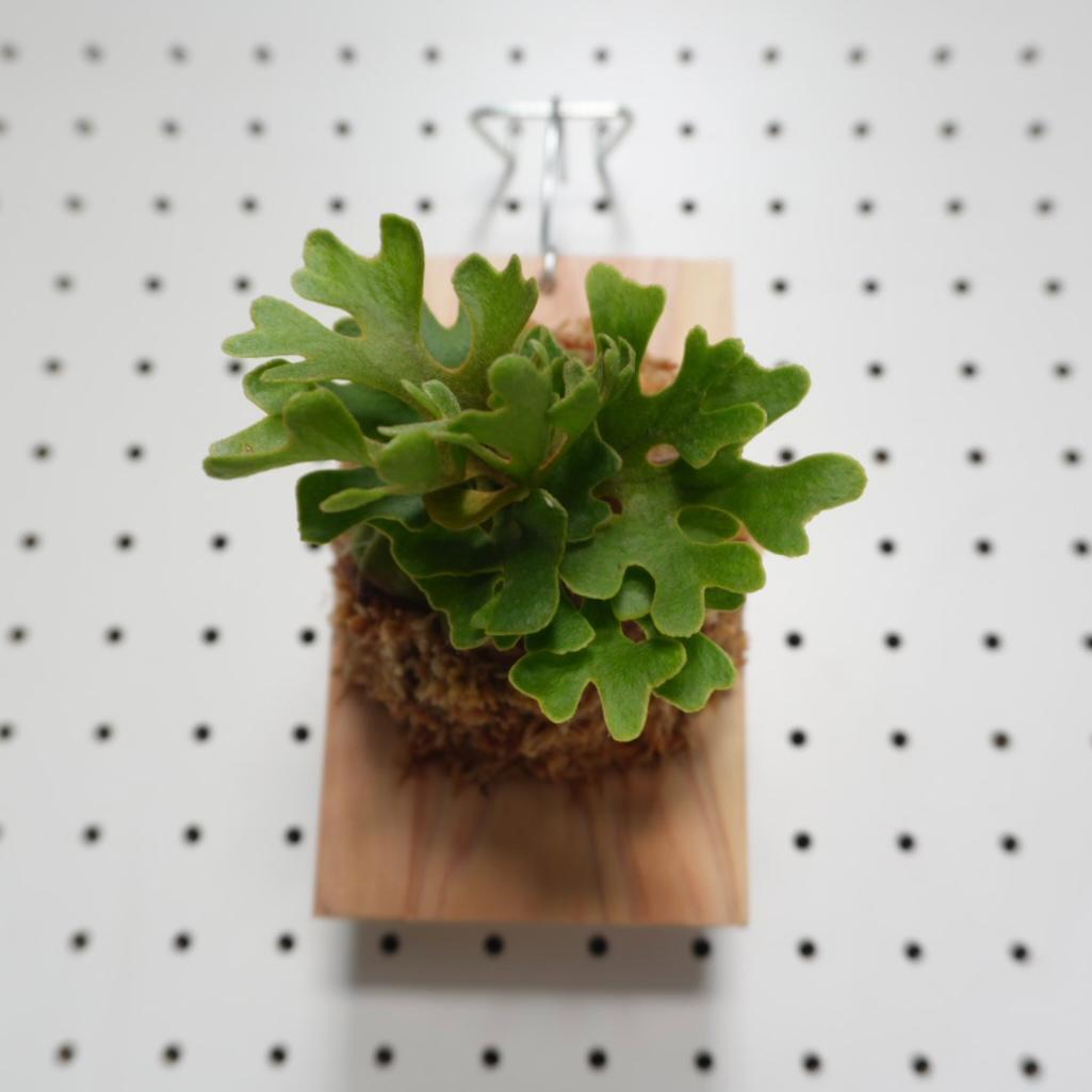 ビカクシダ リドレイ ドワーフ シルバー 板付 R-3