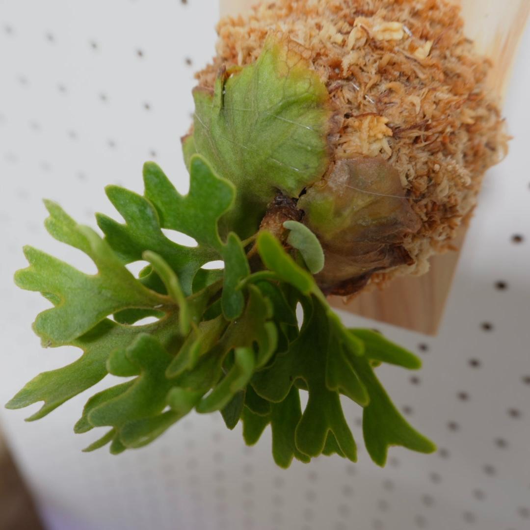 ビカクシダ リドレイ ドワーフ シルバー 板付 R-3