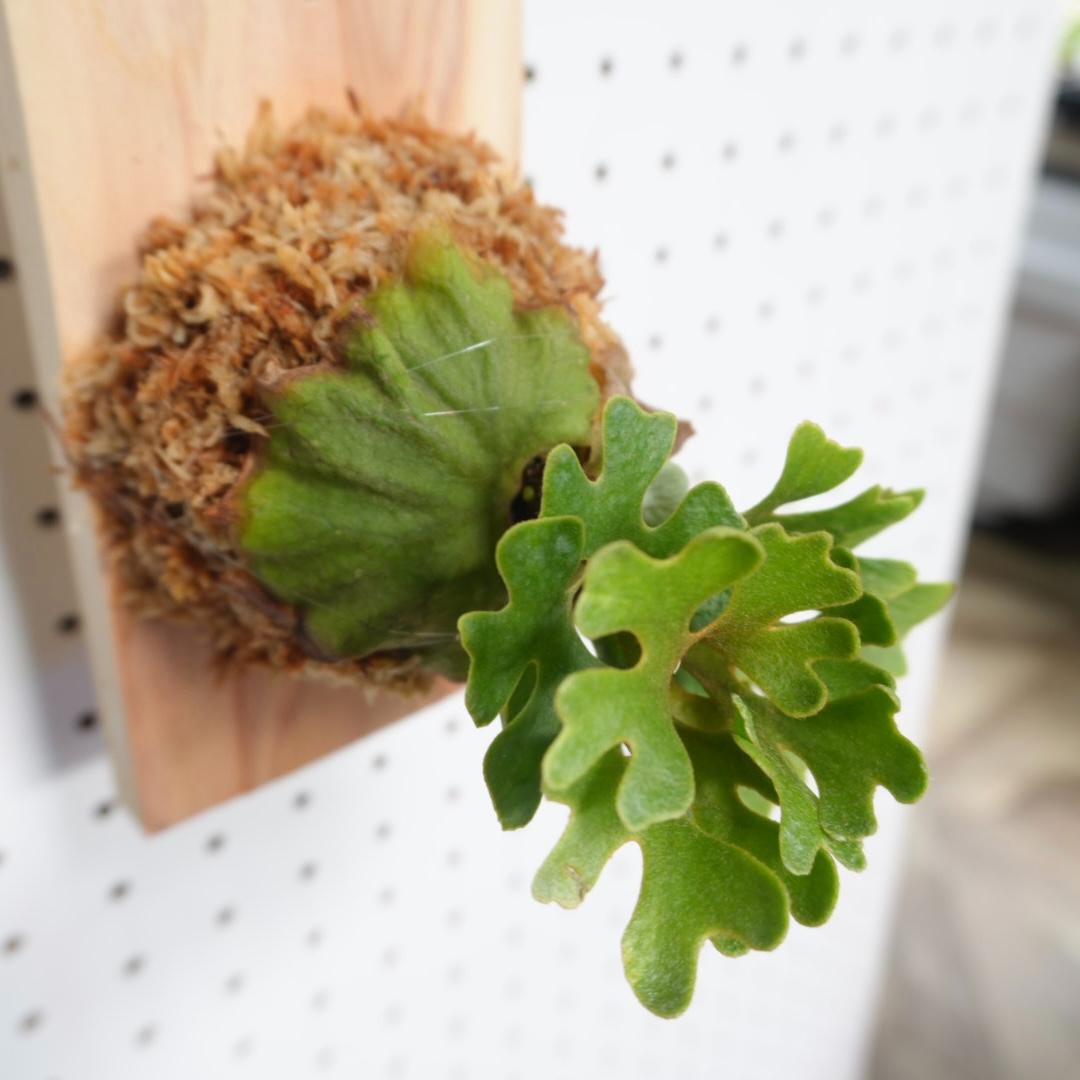 ビカクシダ リドレイ ドワーフ シルバー 板付 R-3