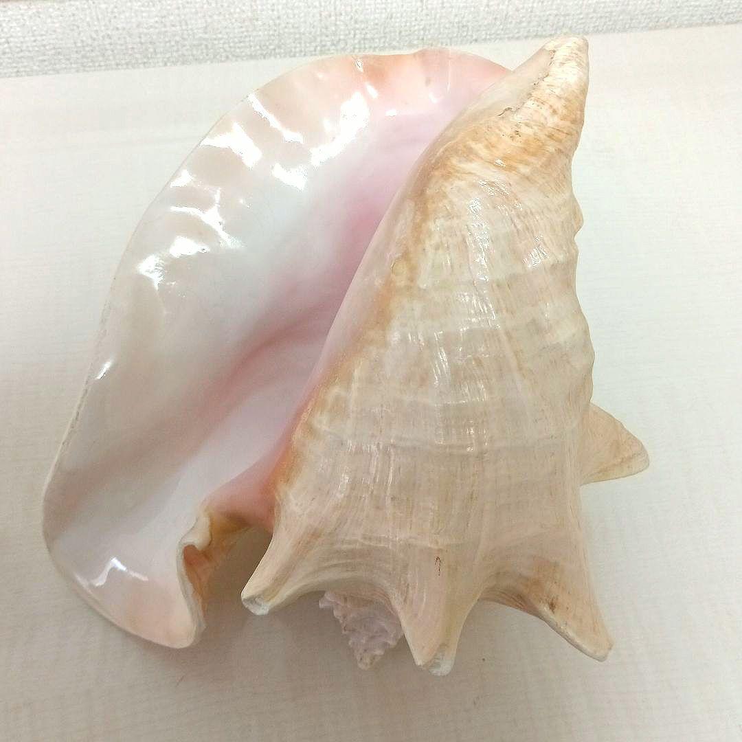 コンク貝 ピンク貝 貝殻 希少貝殻 標本貝 インテリア 置物 ccp003