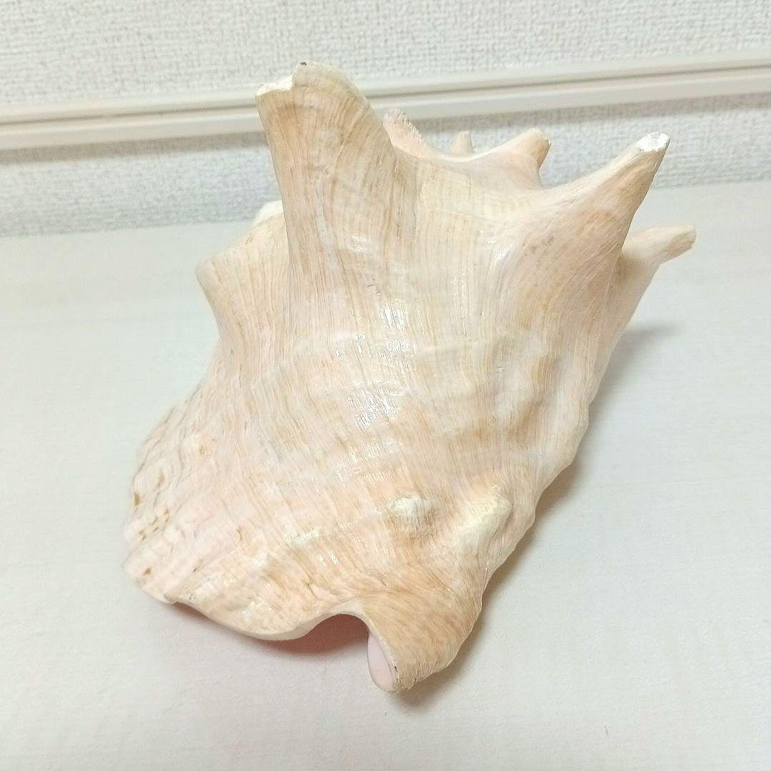 コンク貝 ピンク貝 貝殻 希少貝殻 標本貝 インテリア 置物 ccp003