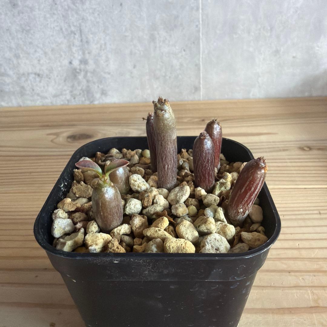 7株セット　パキポディウムウィンゾリー 国内実生株