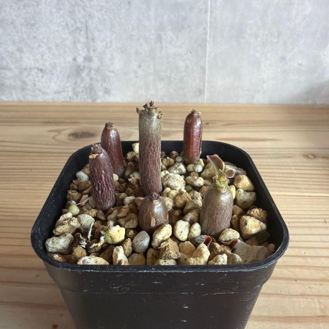 7株セット　パキポディウムウィンゾリー 国内実生株