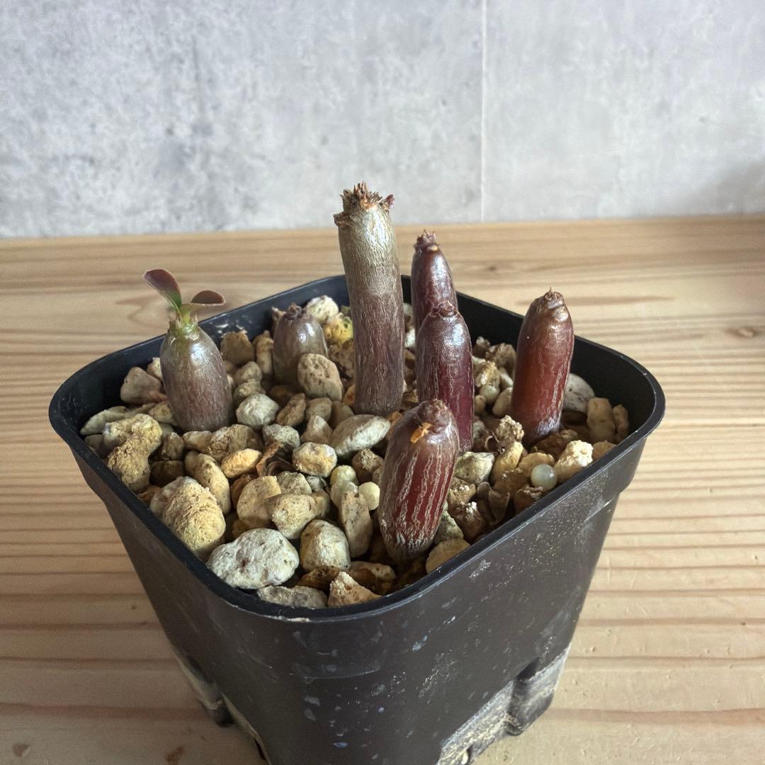 7株セット　パキポディウムウィンゾリー 国内実生株