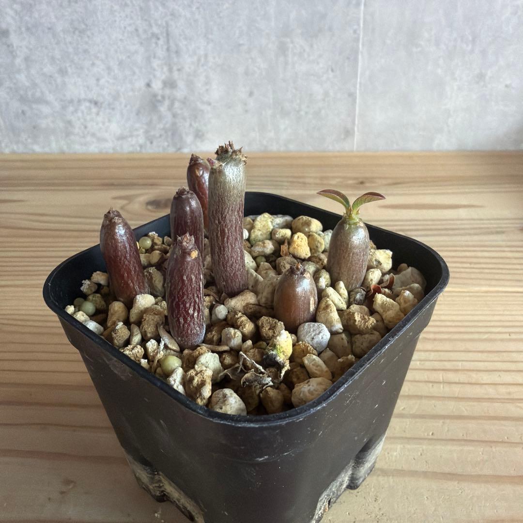 7株セット　パキポディウムウィンゾリー 国内実生株