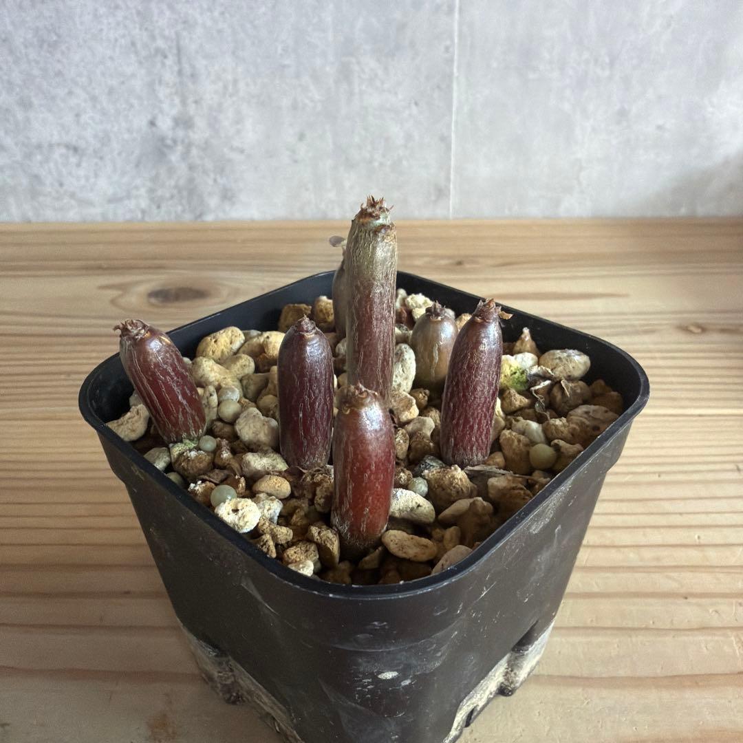 7株セット　パキポディウムウィンゾリー 国内実生株