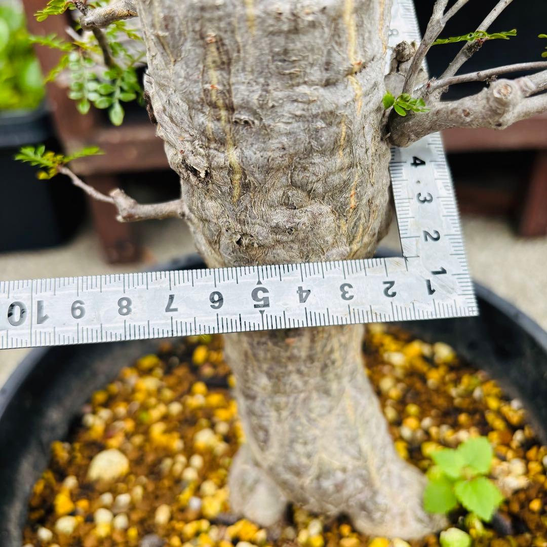 短期間限定超特価！ 斑入り？ 特大 実生 オペルクリカリア デカリー パキプス