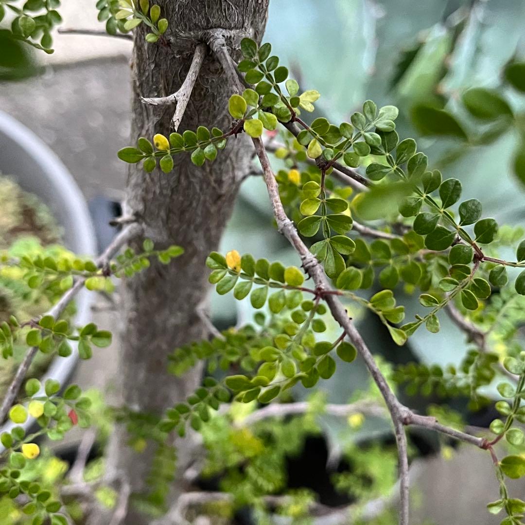 短期間限定超特価！ 斑入り？ 特大 実生 オペルクリカリア デカリー パキプス