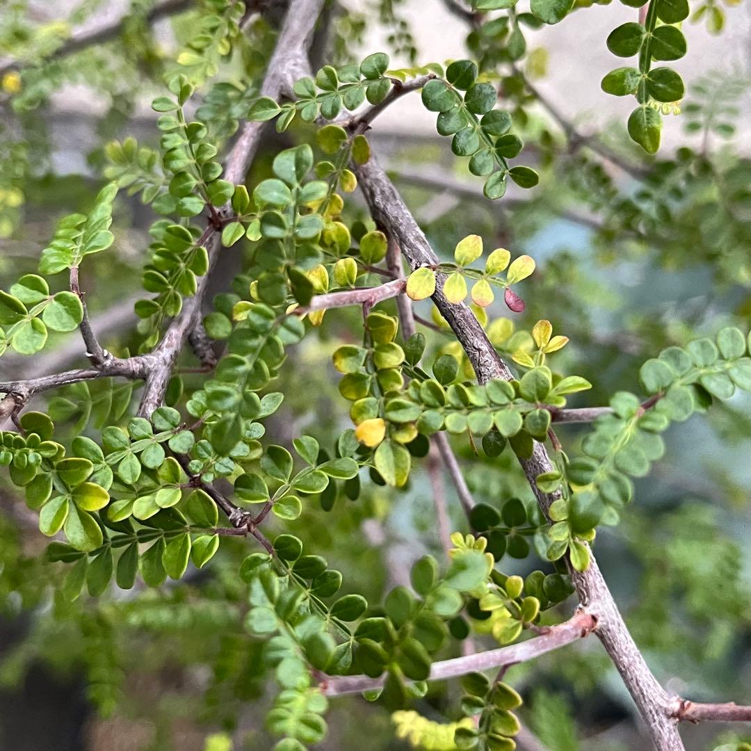 短期間限定超特価！ 斑入り？ 特大 実生 オペルクリカリア デカリー パキプス